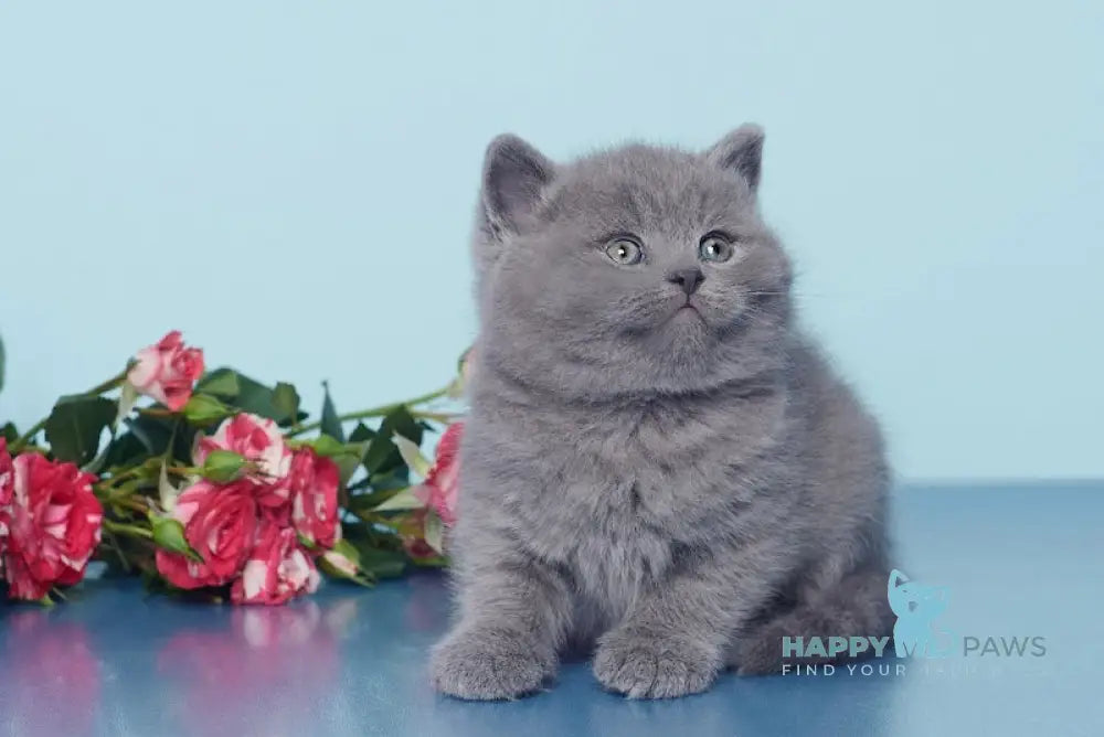Ostin British Shorthair male blue live animals