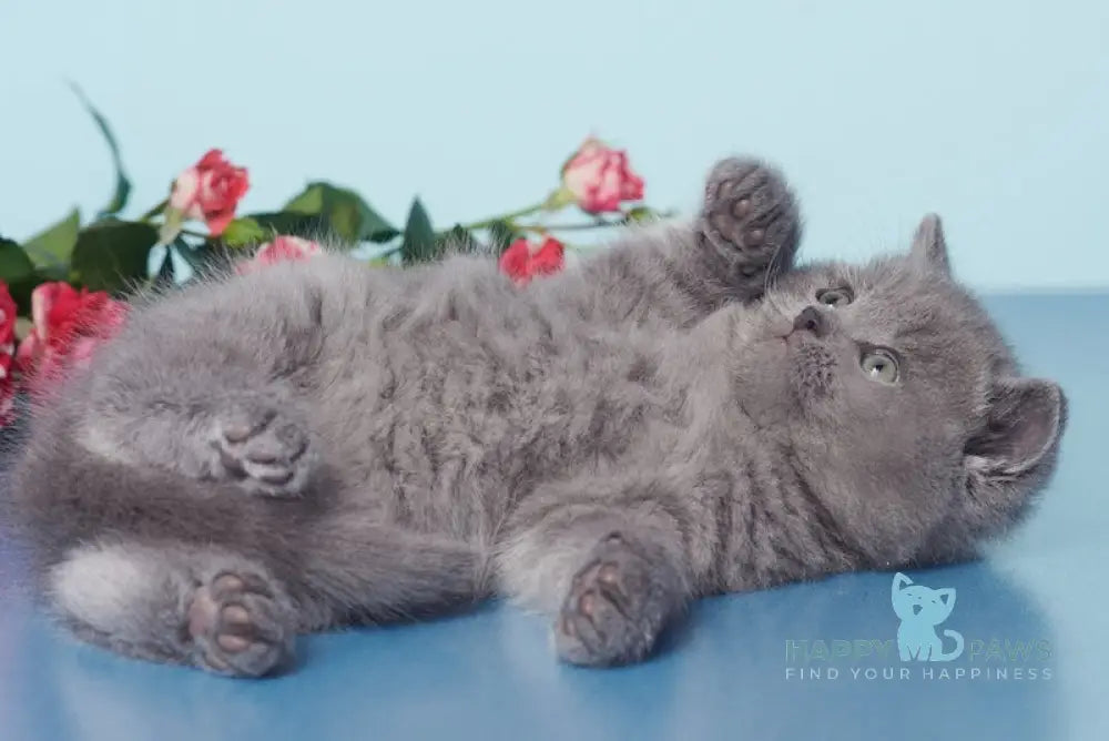 Ostin British Shorthair male blue live animals