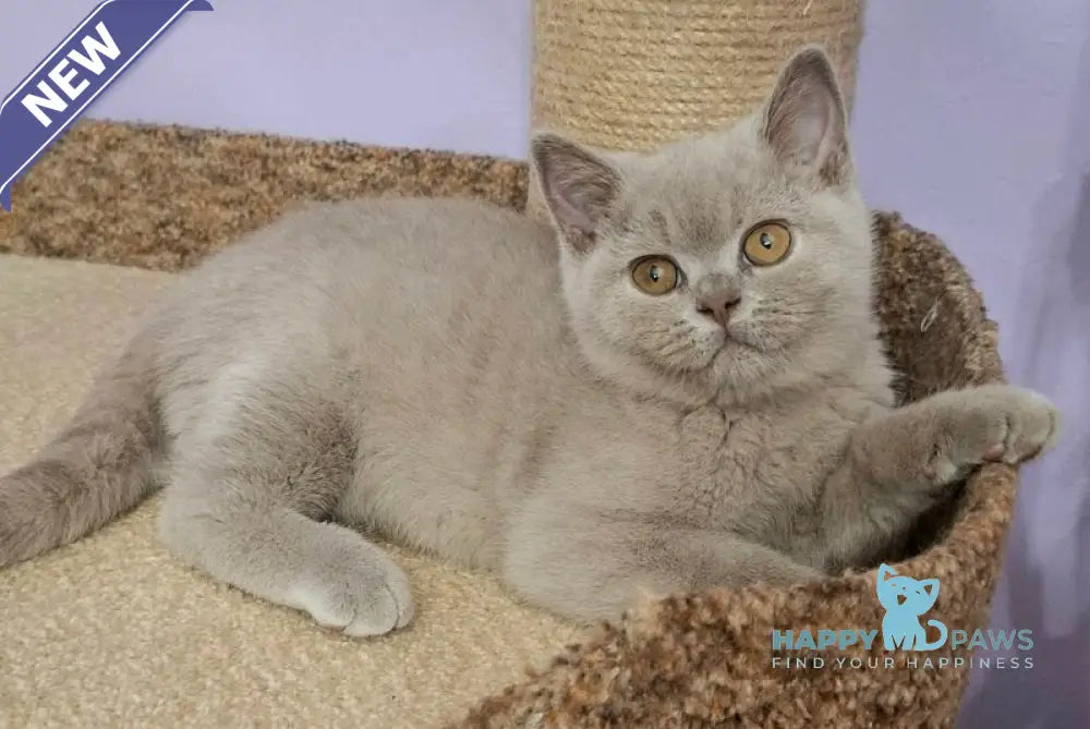 Ostin British Shorthair male lilac live animals
