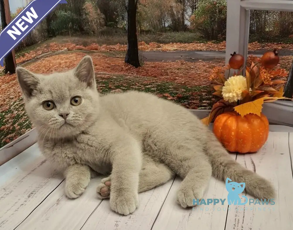 Ostin British Shorthair male lilac live animals