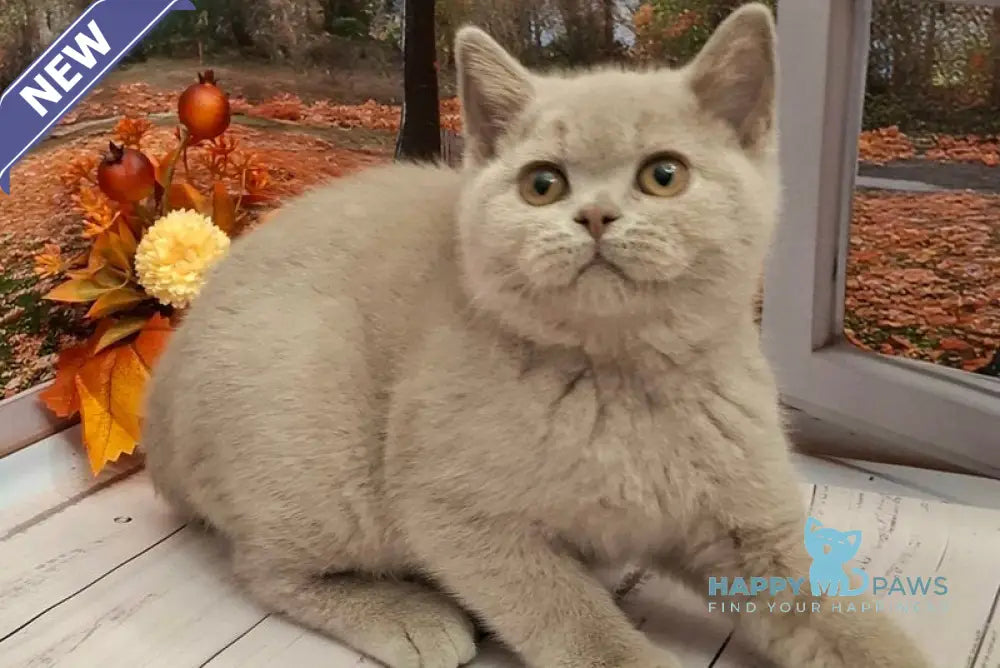 Ostin British Shorthair male lilac live animals