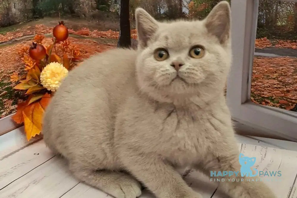 Ostin British Shorthair male lilac live animals
