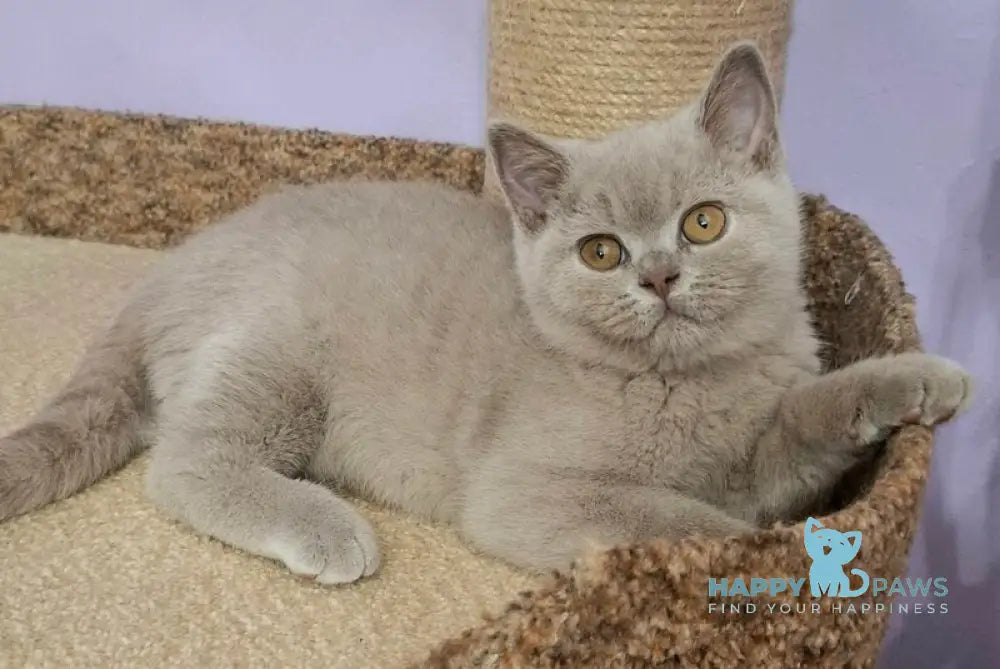 Ostin British Shorthair male lilac live animals