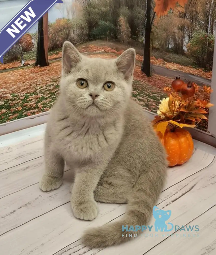 Ostin British Shorthair male lilac live animals