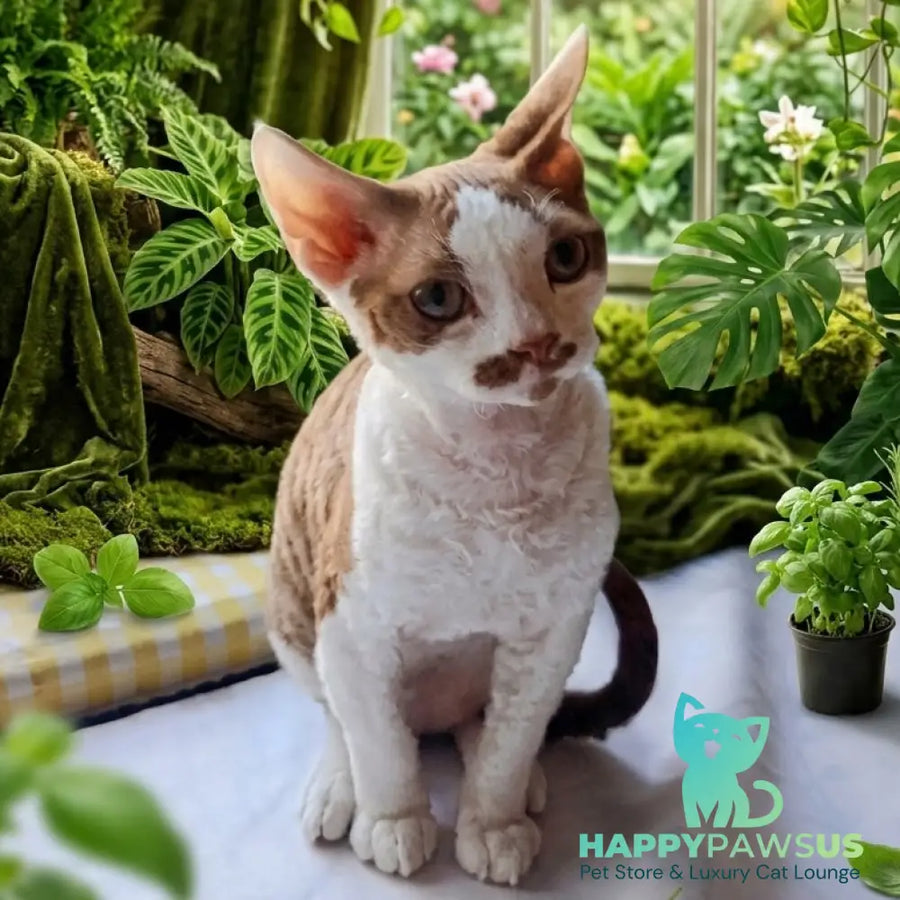 Ostin Devon Rex male cinnamon bicolour - live animals