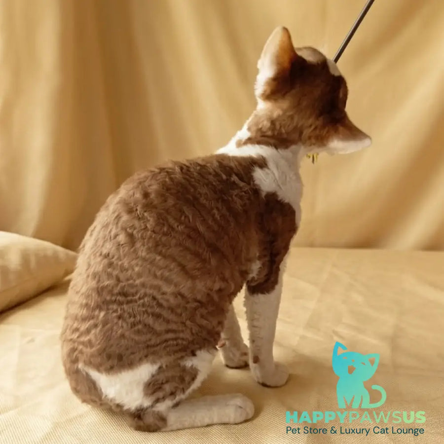 Ostin Devon Rex male cinnamon bicolour - live animals