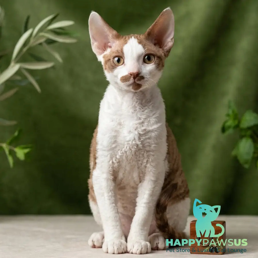 Ostin Devon Rex male cinnamon bicolour - live animals