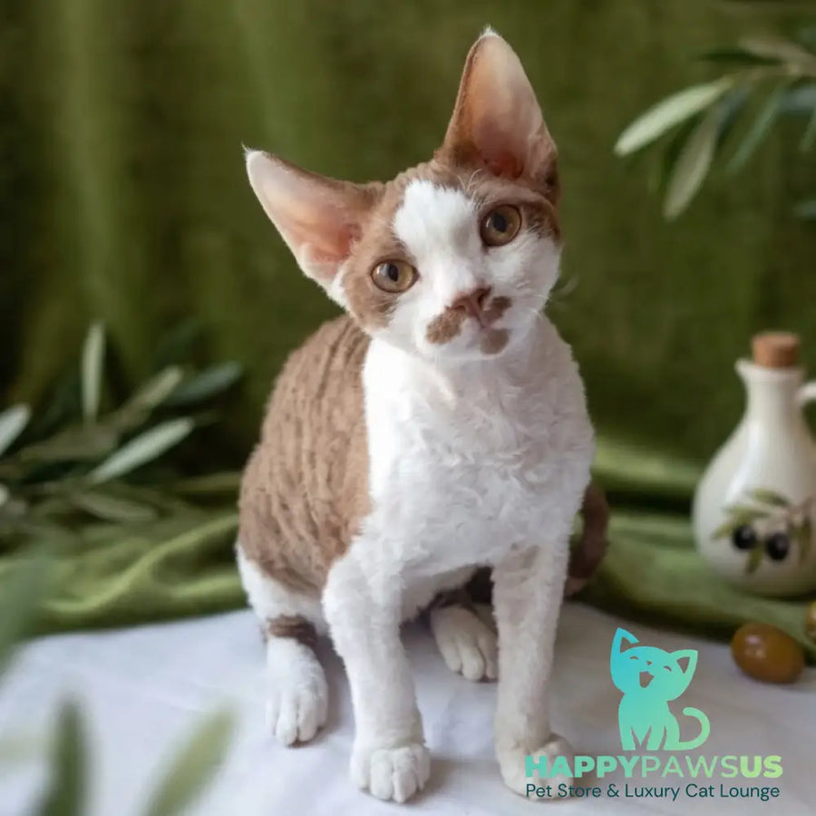 Ostin Devon Rex male cinnamon bicolour - live animals