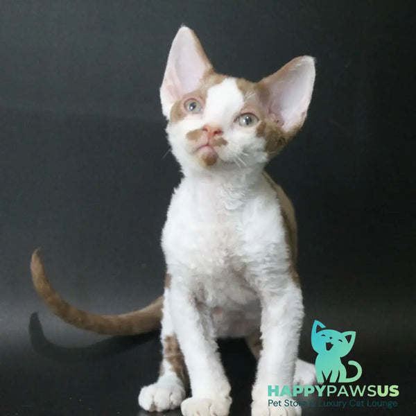 Ostin Devon Rex male cinnamon bicolour - live animals