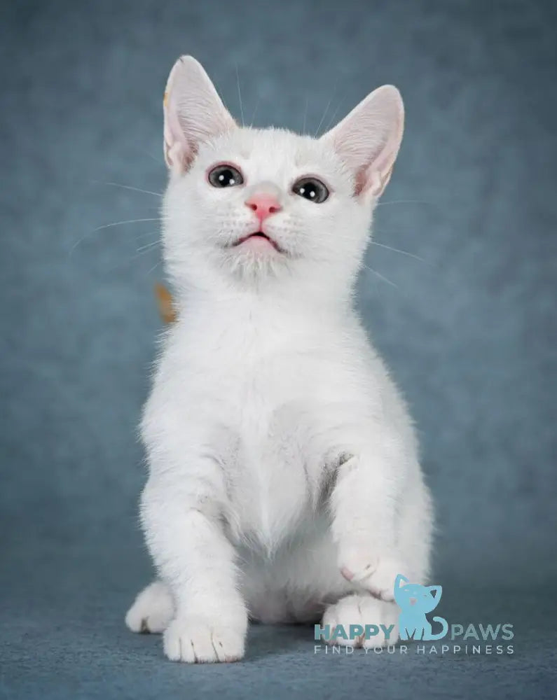 Ostin Munchkin male red pointed harlequin live animals