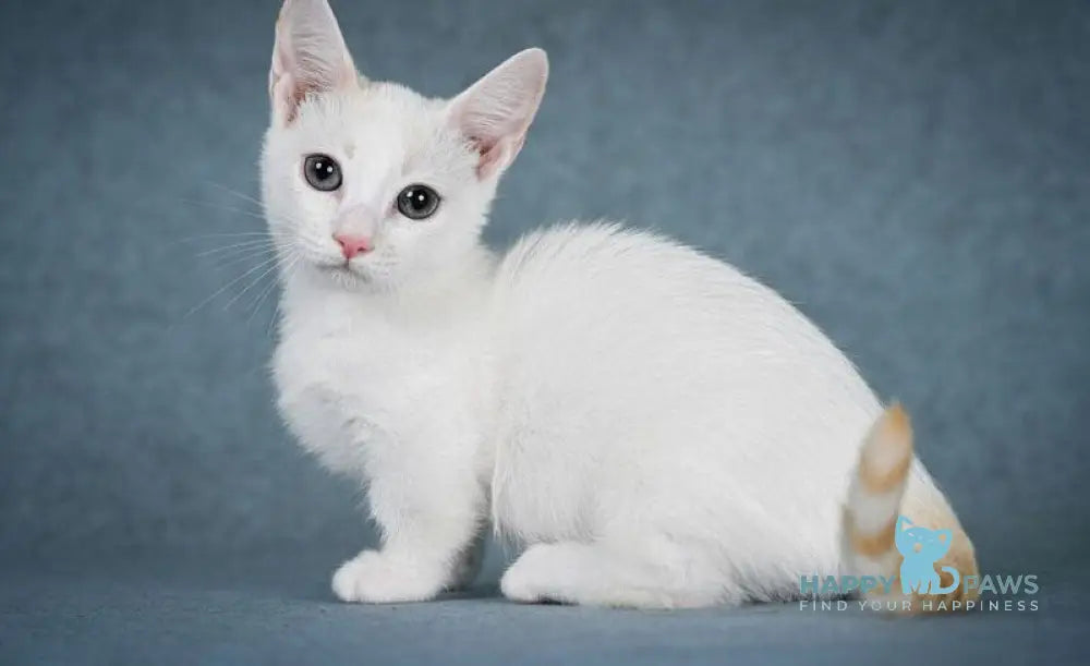 Ostin Munchkin male red pointed harlequin live animals