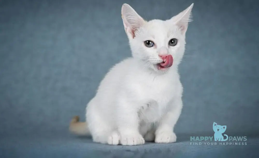 Ostin Munchkin male red pointed harlequin live animals