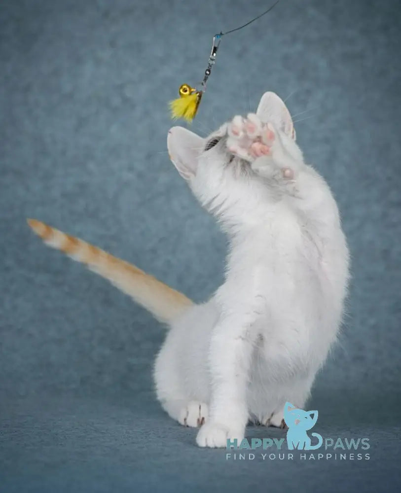 Ostin Munchkin male red pointed harlequin live animals