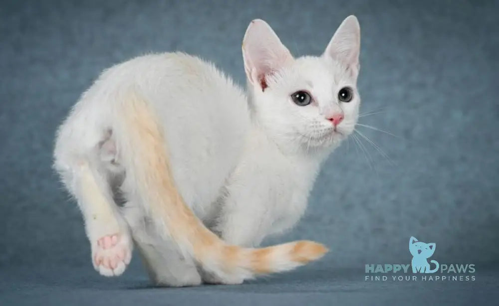 Ostin Munchkin male red pointed harlequin live animals