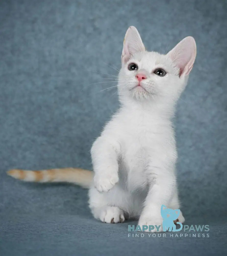 Ostin Munchkin male red pointed harlequin live animals
