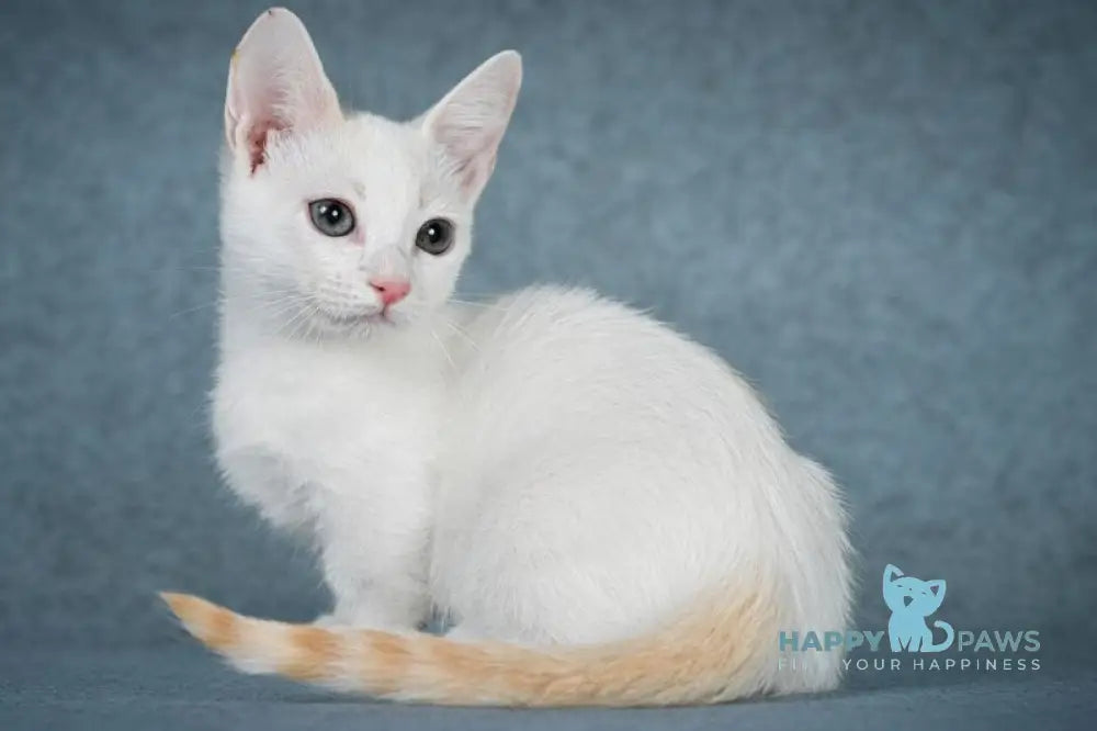 Ostin Munchkin male red pointed harlequin live animals