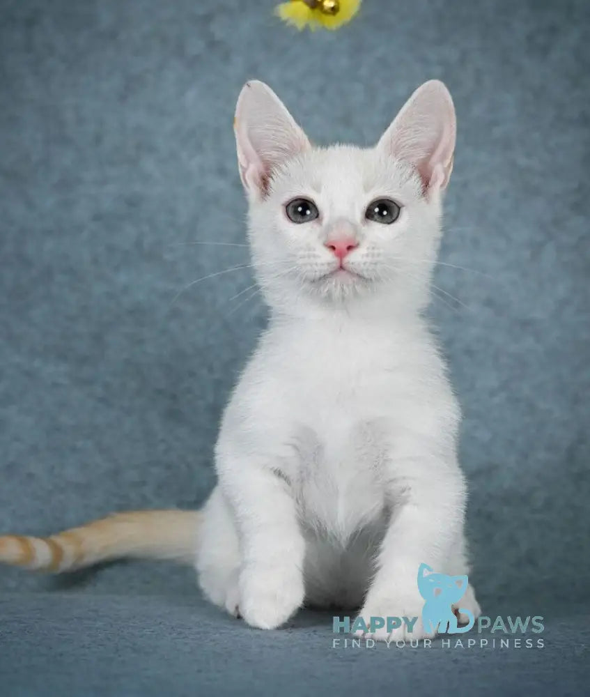 Ostin Munchkin male red pointed harlequin live animals