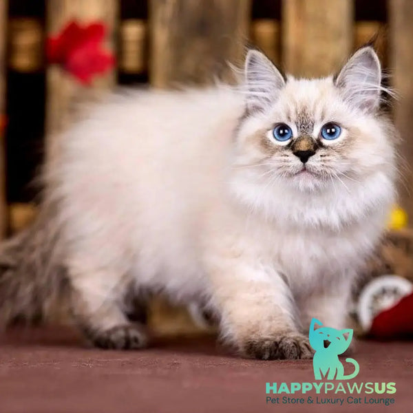 Ostin Siberian male black tabby pointed - live animals