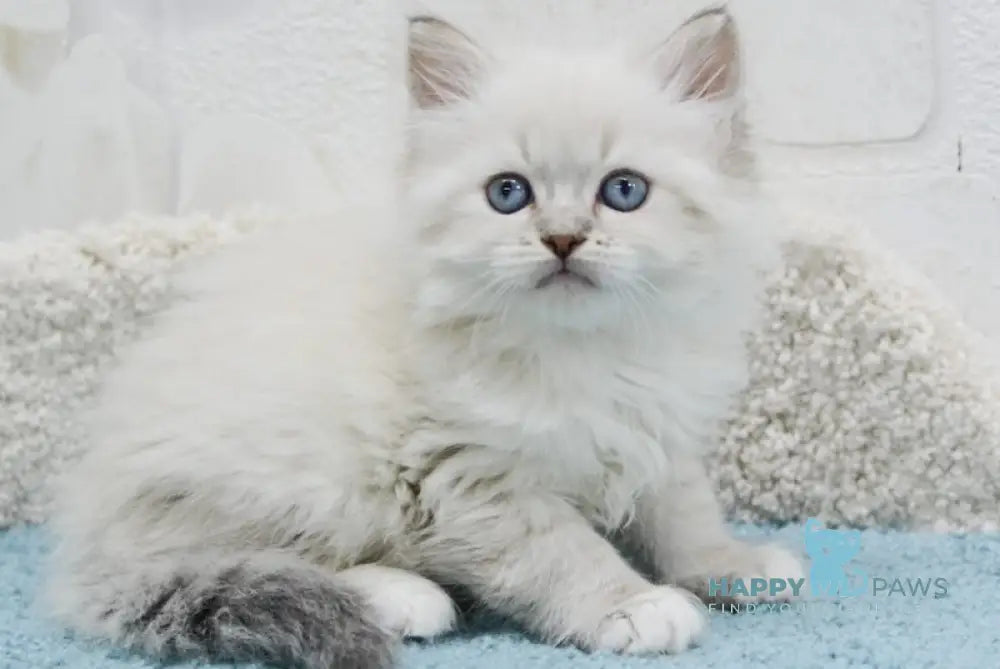 Ostin Siberian male blue tabby pointed with white live animals