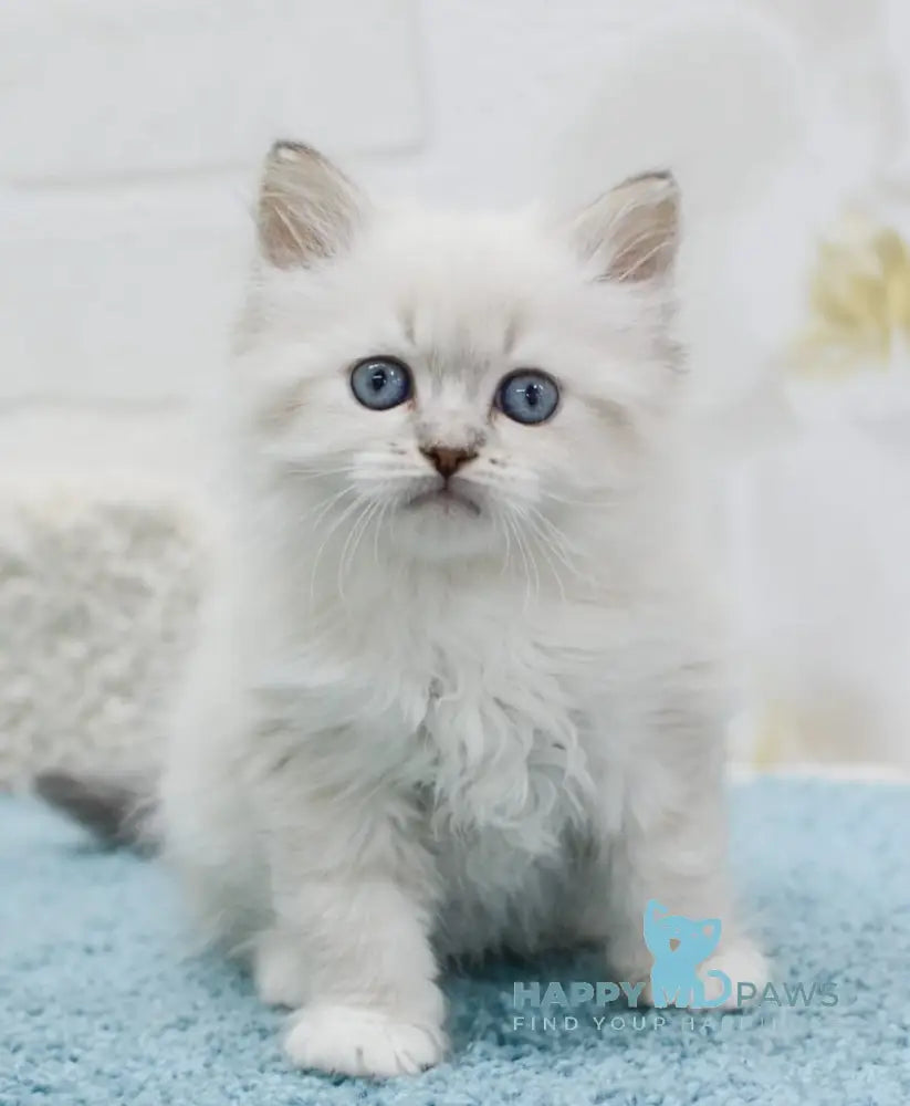Ostin Siberian male blue tabby pointed with white live animals
