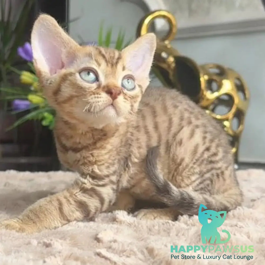 Osvald Devon Rex male black tabby - live animals