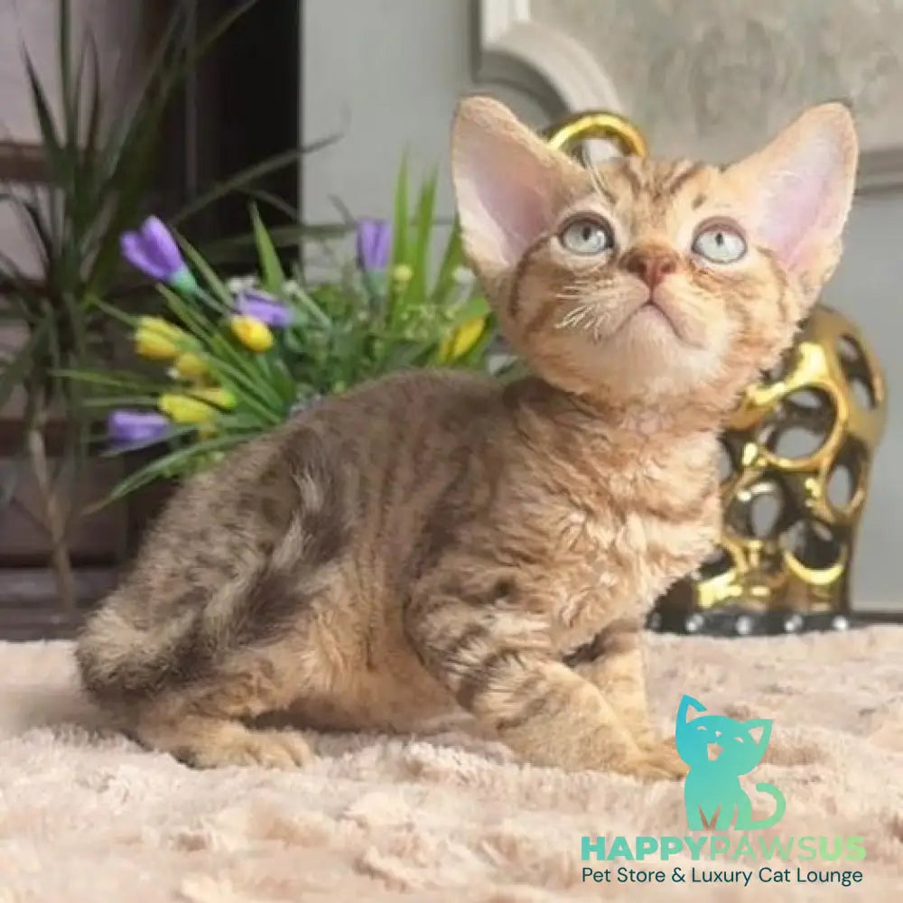 Osvald Devon Rex male black tabby - live animals