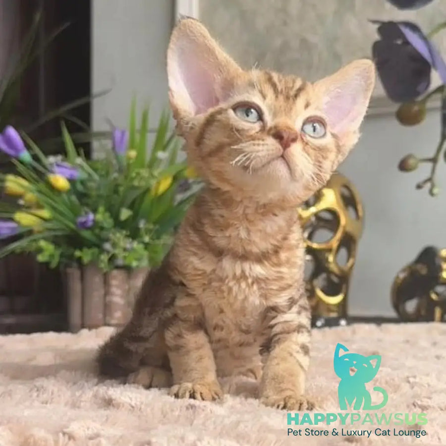 Osvald Devon Rex male black tabby - live animals