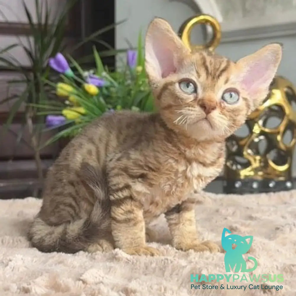 Osvald Devon Rex male black tabby - live animals