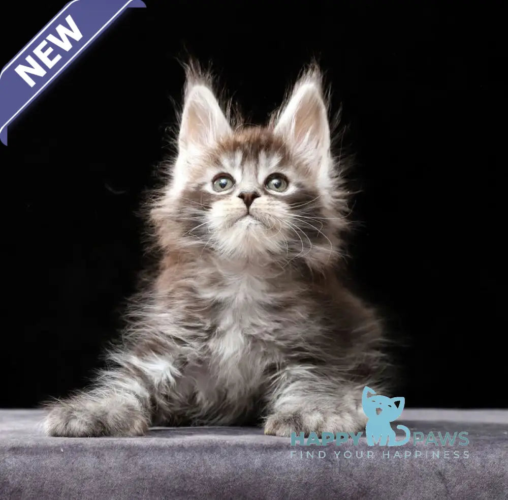 Oswald Maine Coon polydactyl male black silver ticked tabby live animals