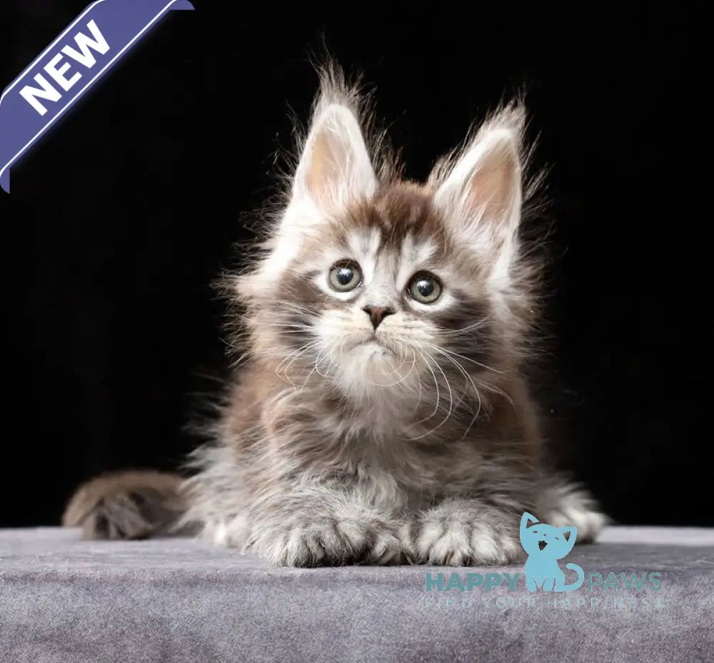 Oswald Maine Coon polydactyl male black silver ticked tabby live animals