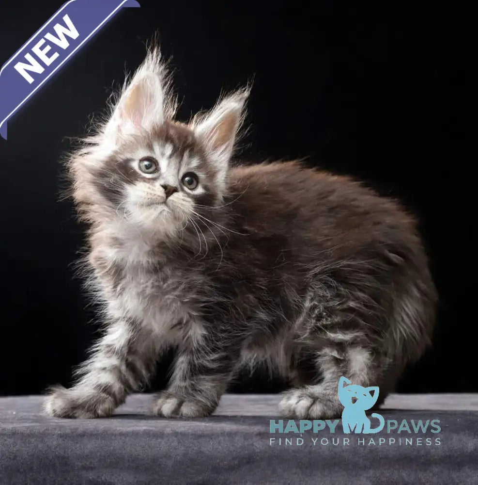 Oswald Maine Coon polydactyl male black silver ticked tabby live animals