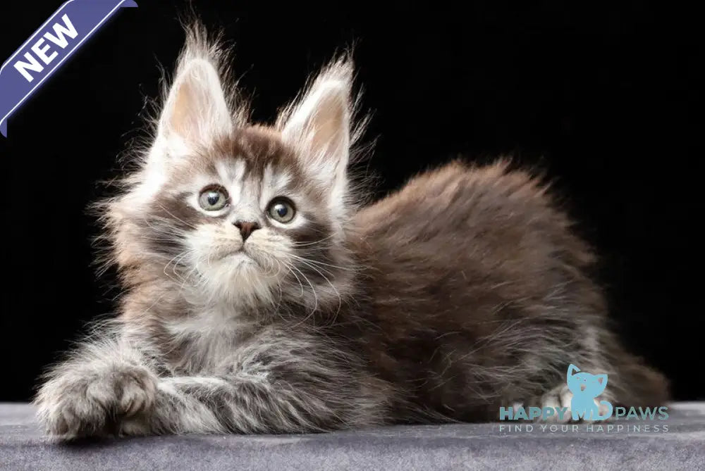 Oswald Maine Coon polydactyl male black silver ticked tabby live animals