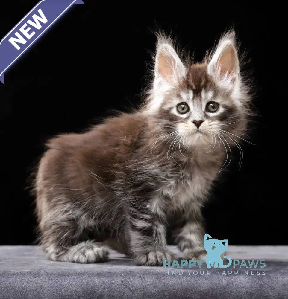 Oswald Maine Coon polydactyl male black silver ticked tabby live animals