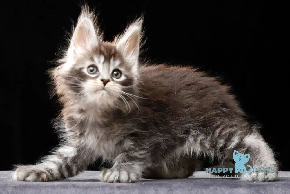 Oswald Maine Coon polydactyl male black silver ticked tabby live animals