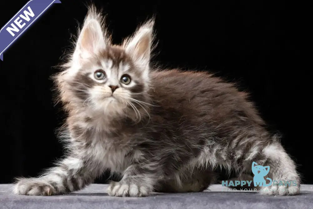 Oswald Maine Coon polydactyl male black silver ticked tabby live animals