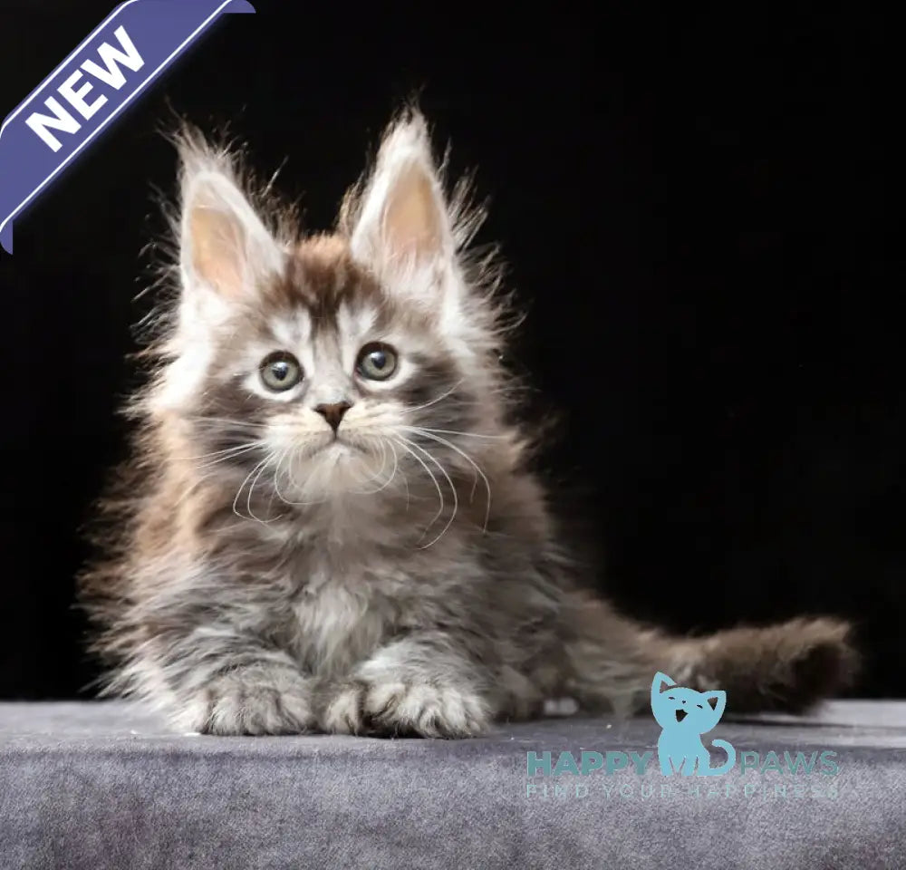 Oswald Maine Coon polydactyl male black silver ticked tabby live animals