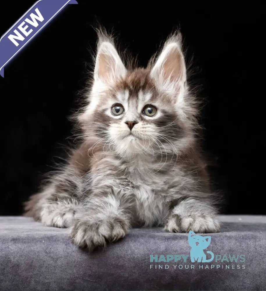 Oswald Maine Coon polydactyl male black silver ticked tabby live animals