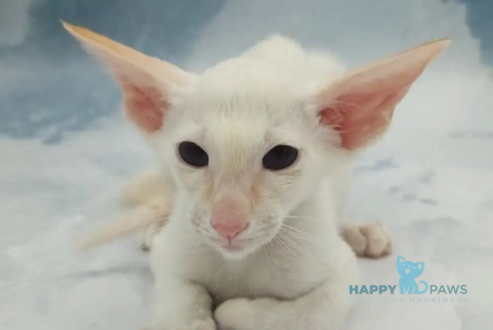Oswald Siamese male cream pointed - live animals
