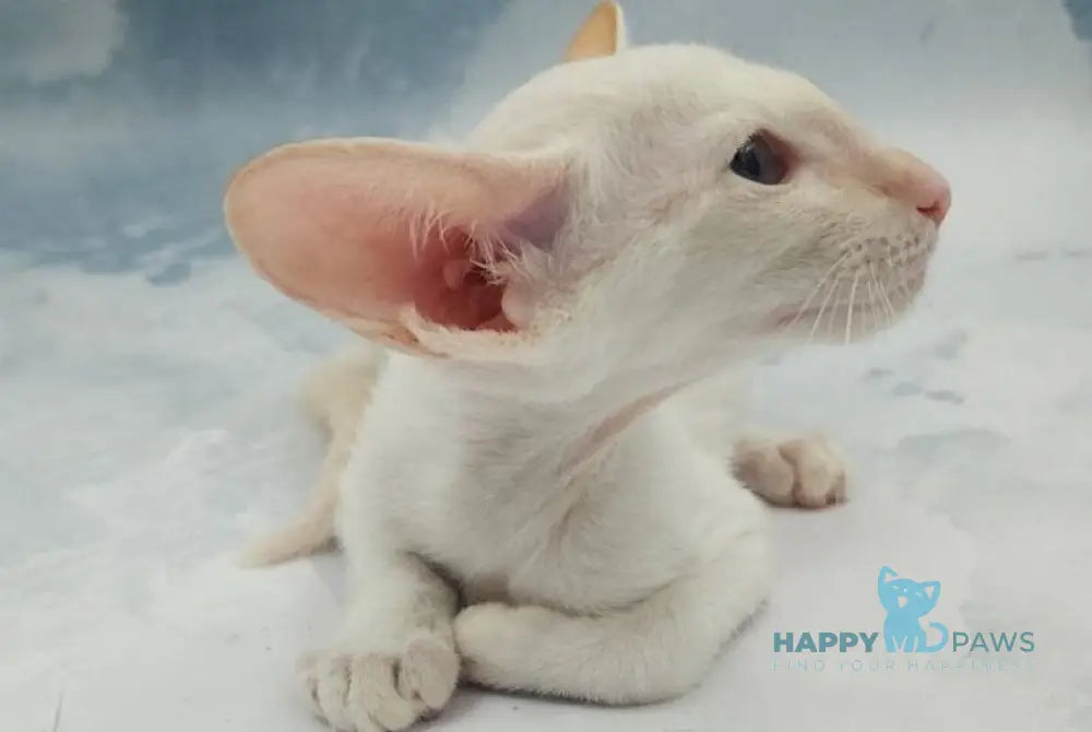 Oswald Siamese male cream pointed - live animals