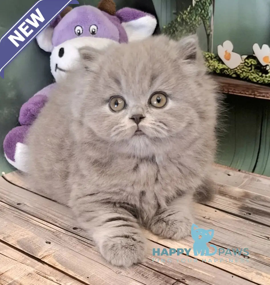 Osya British Longhair female blue live animals