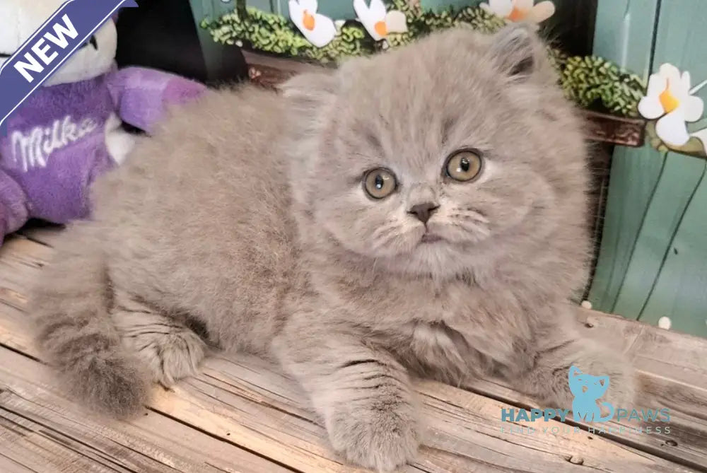 Osya British Longhair female blue live animals