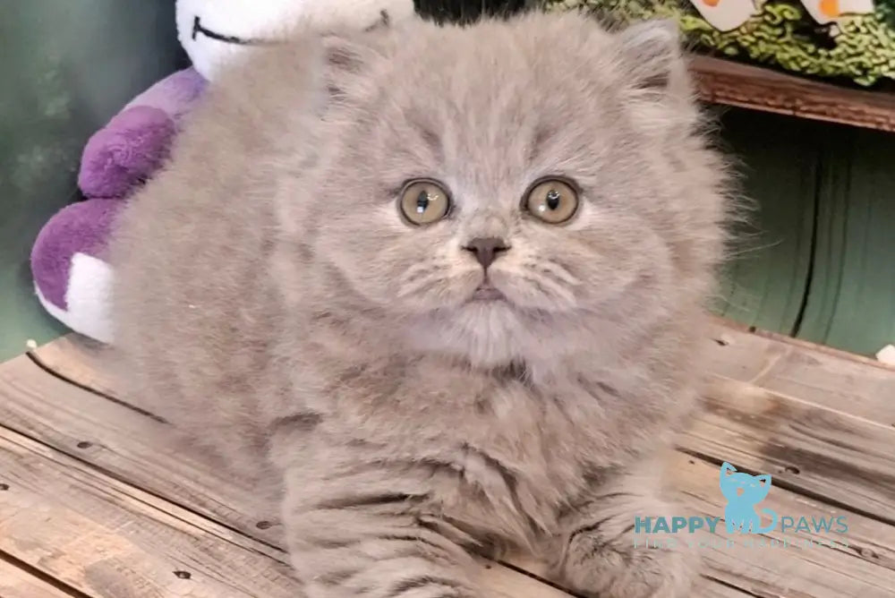 Osya British Longhair female blue live animals