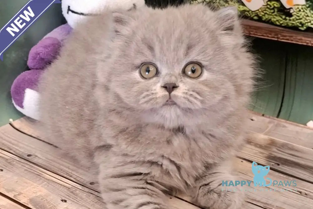 Osya British Longhair female blue live animals