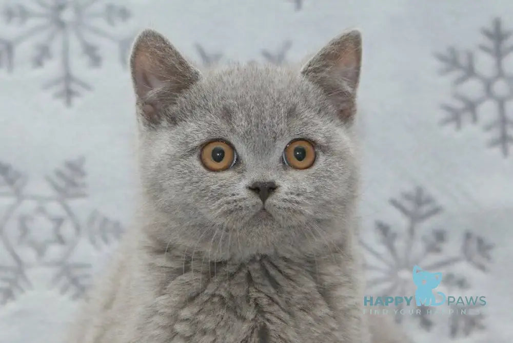 Otello British Shorthair male blue live animals