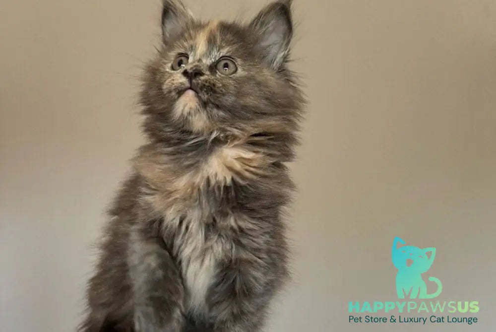 Otome Maine Coon female blue tortie with white - live animals