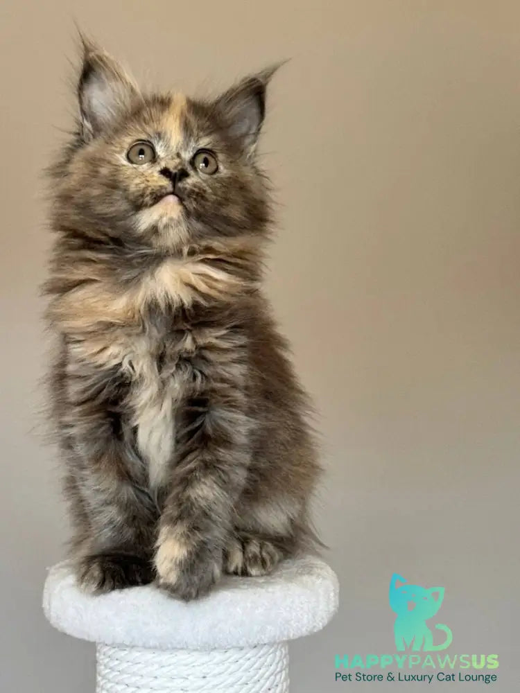 Otome Maine Coon female blue tortie with white - live animals