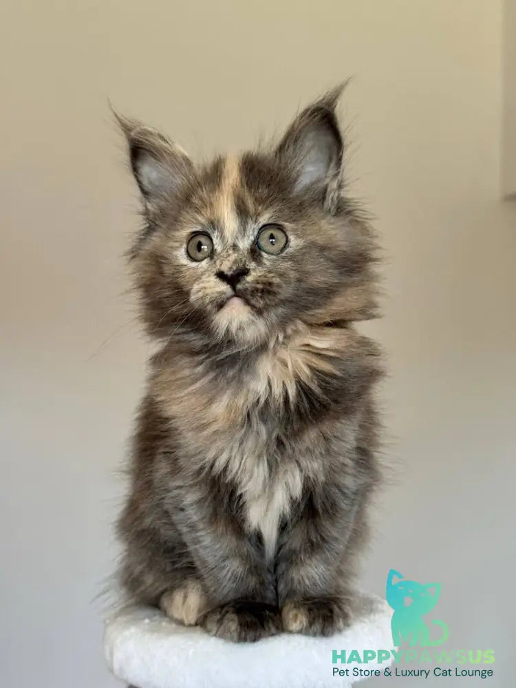 Otome Maine Coon female blue tortie with white - live animals