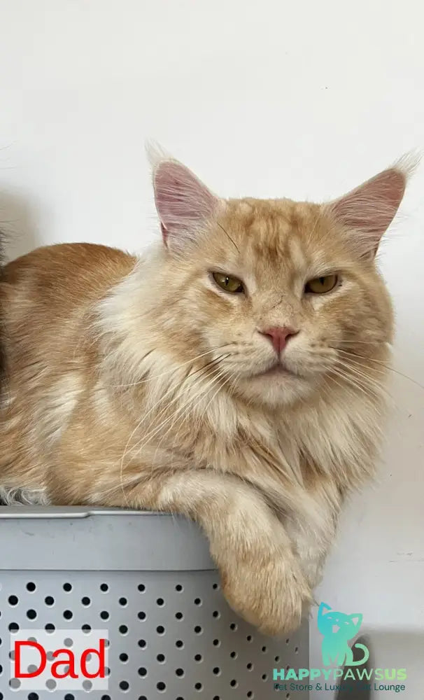 Otome Maine Coon female blue tortie with white - live animals