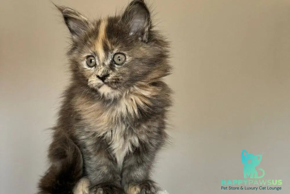 Otome Maine Coon female blue tortie with white - live animals