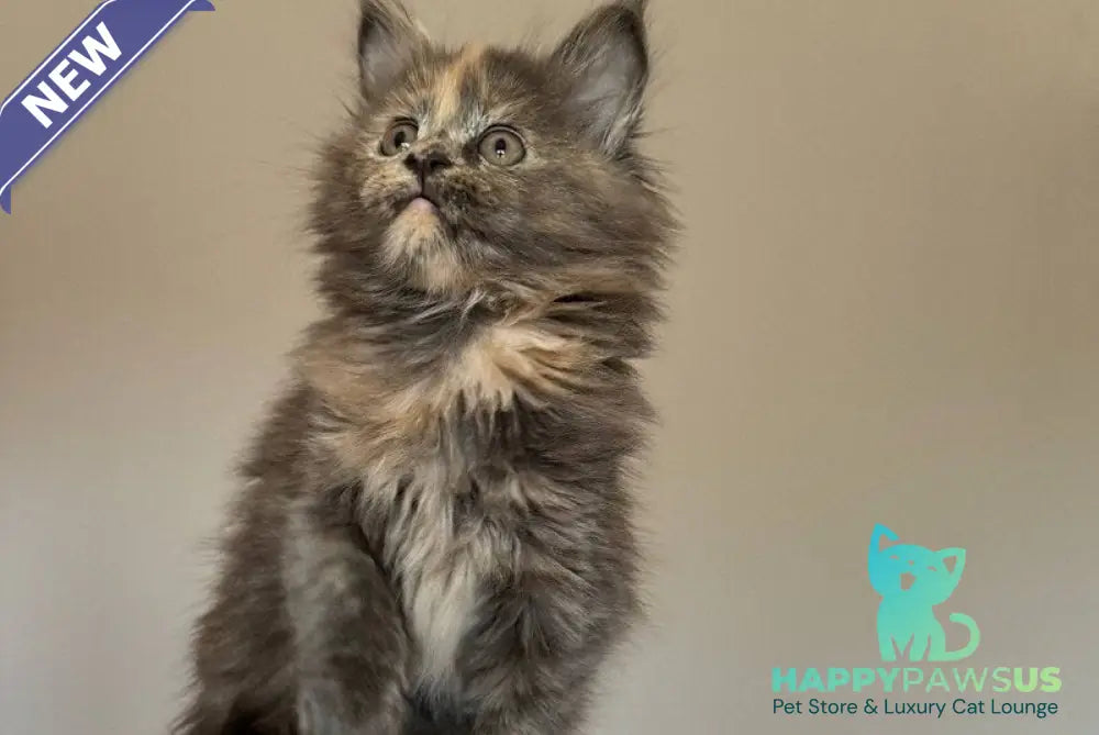 Otome Maine Coon female blue tortie with white - live animals